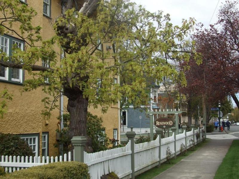 Rosewood Inn Victoria Eksteriør billede